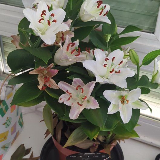Photo of the plant species Madonna Lily by @NewLichen72 named Lily on Greg, the plant care app