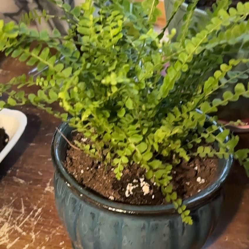 Photo of the plant species Lemon Button Fern by @KeyDodder52 named Forrest on Greg, the plant care app