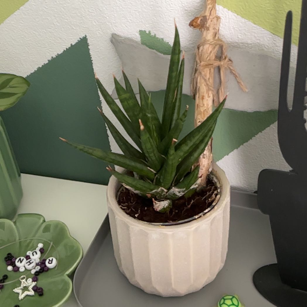 Photo of the plant species Snake Plamt by @BoldSnowdrop87 named Sansevieria on Greg, the plant care app