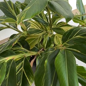 Photo of the plant species Variegated Shell Ginger by @FitBokchoi66 named Dolores on Greg, the plant care app