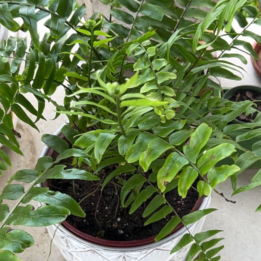 Photo of the plant species Inland Leatherfern by @FitBokchoi66 named Hemingway on Greg, the plant care app