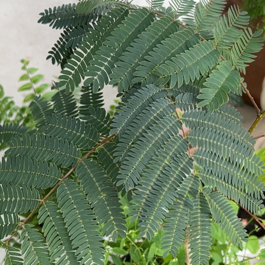 Photo of the plant species Mimosa venosa by @FitBokchoi66 named Marilyn on Greg, the plant care app