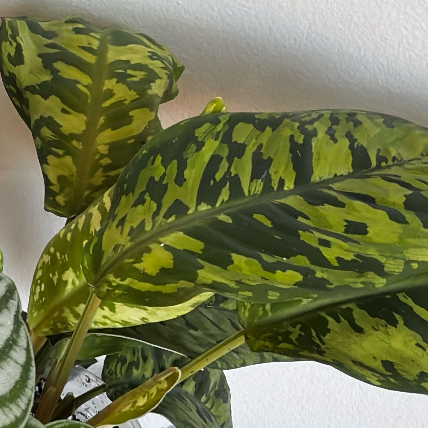 Photo of the plant species Homalomena 'Camouflage' by @PrimeSnowpeas62 named Achilles on Greg, the plant care app