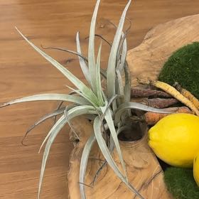 Photo of the plant species Tillandsia Erubescens by @PrimeSnowpeas62 named Nithin on Greg, the plant care app