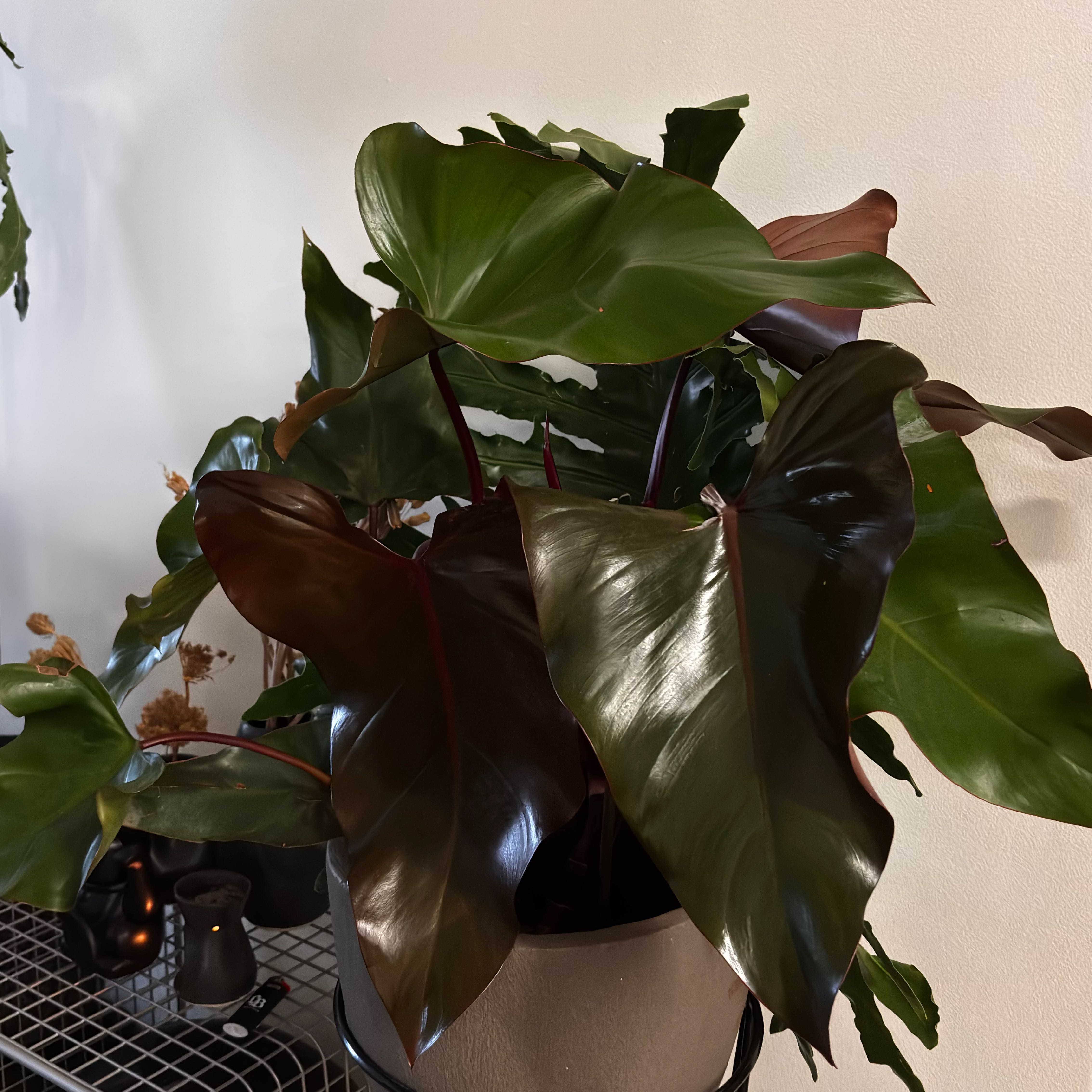 Photo of the plant species Philodendron Dark Lord by @PrimeSnowpeas62 named Dark Lord on Greg, the plant care app