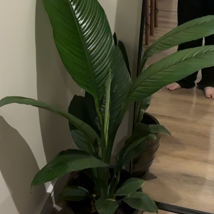 Photo of the plant species Sensation Peace Lily by @PrimeSnowpeas62 named Miley on Greg, the plant care app