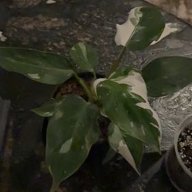 Photo of the plant species White Knight by @PrimeSnowpeas62 named Zion on Greg, the plant care app
