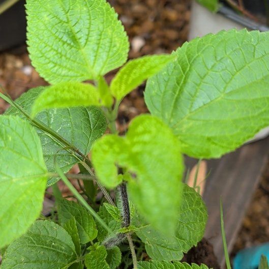 Photo of the plant species Flossflower by @GuruAsarina65 named Sigmund on Greg, the plant care app