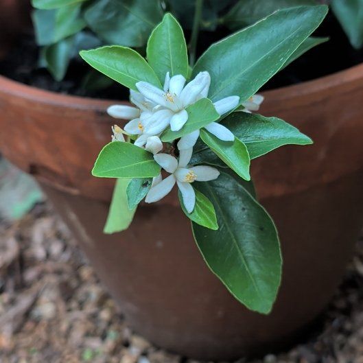 Photo of the plant species Mock Orange by @GuruAsarina65 named Bieber on Greg, the plant care app