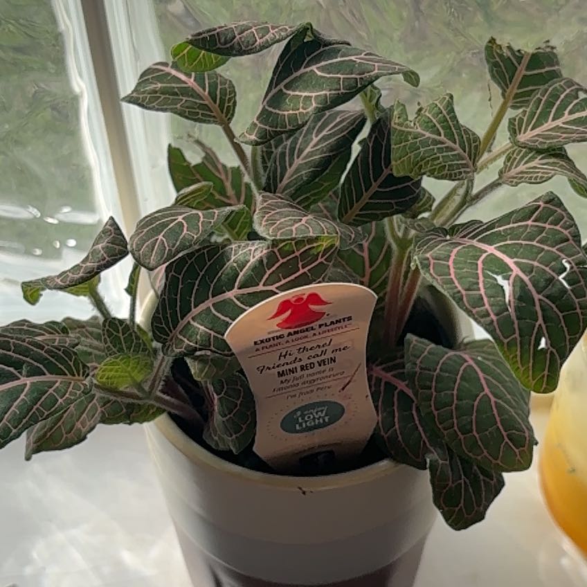 Photo of the plant species Mini Red Vein Plant by @FastBluehaze29 named Dolores on Greg, the plant care app