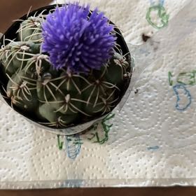 Photo of the plant species Cardoon by @YardBlue15 named Zion on Greg, the plant care app