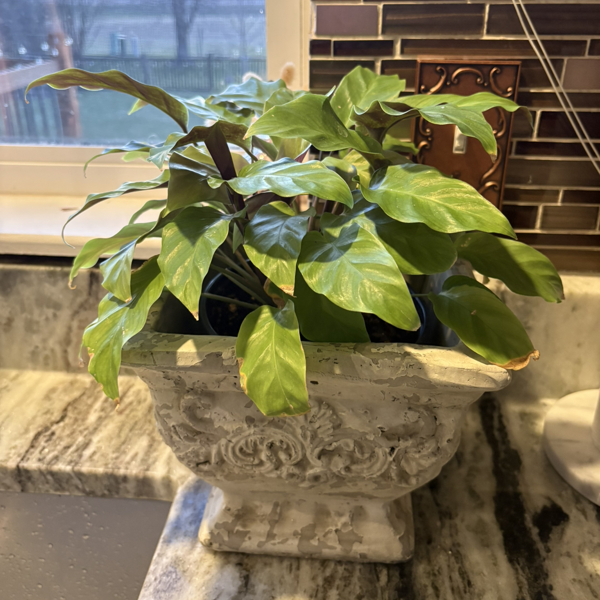 Photo of the plant species Calathea 'Thai Beauty' by Lusi named Lavender on Greg, the plant care app