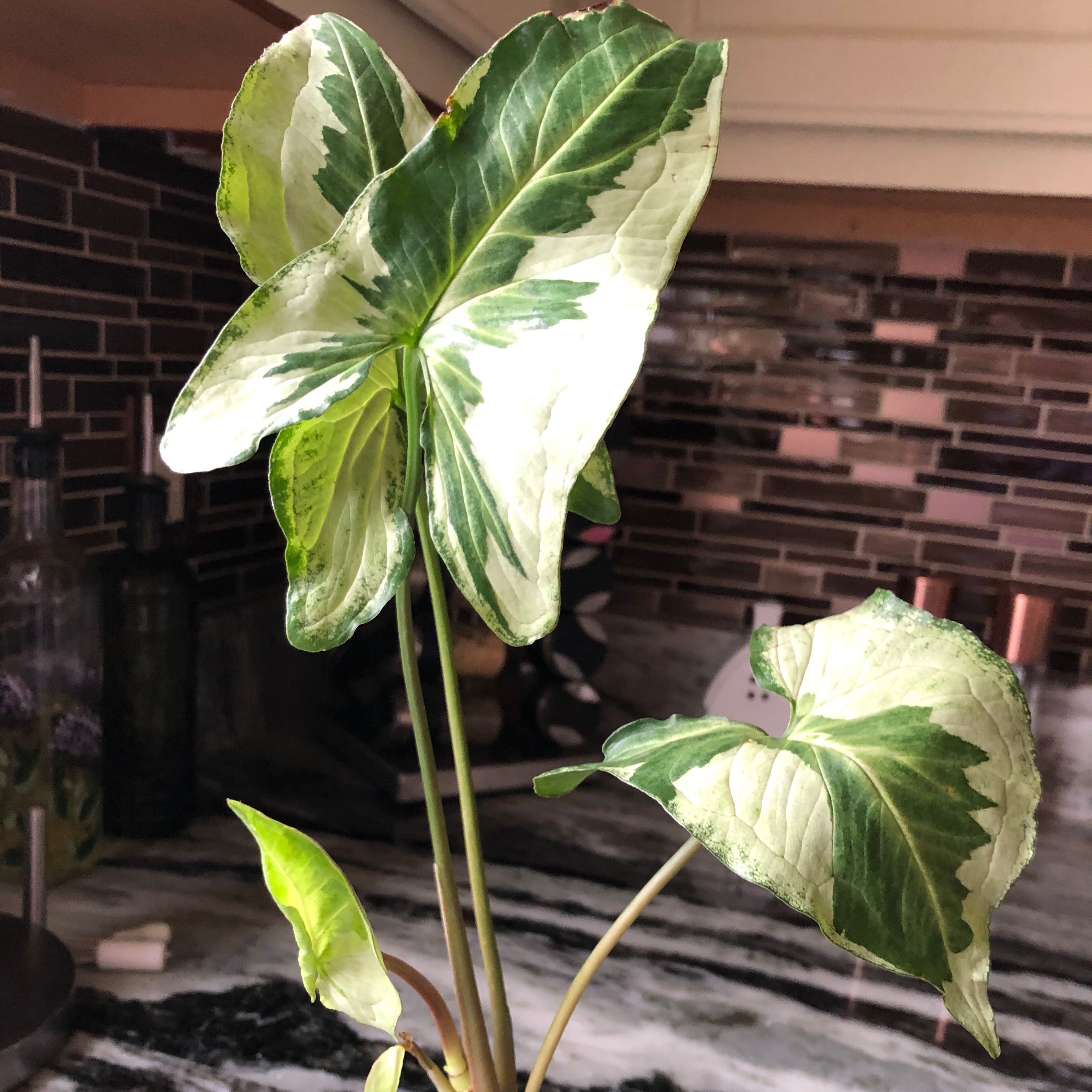 Three Kings Syngonium plant with variegated leaves, healthy and well-framed.