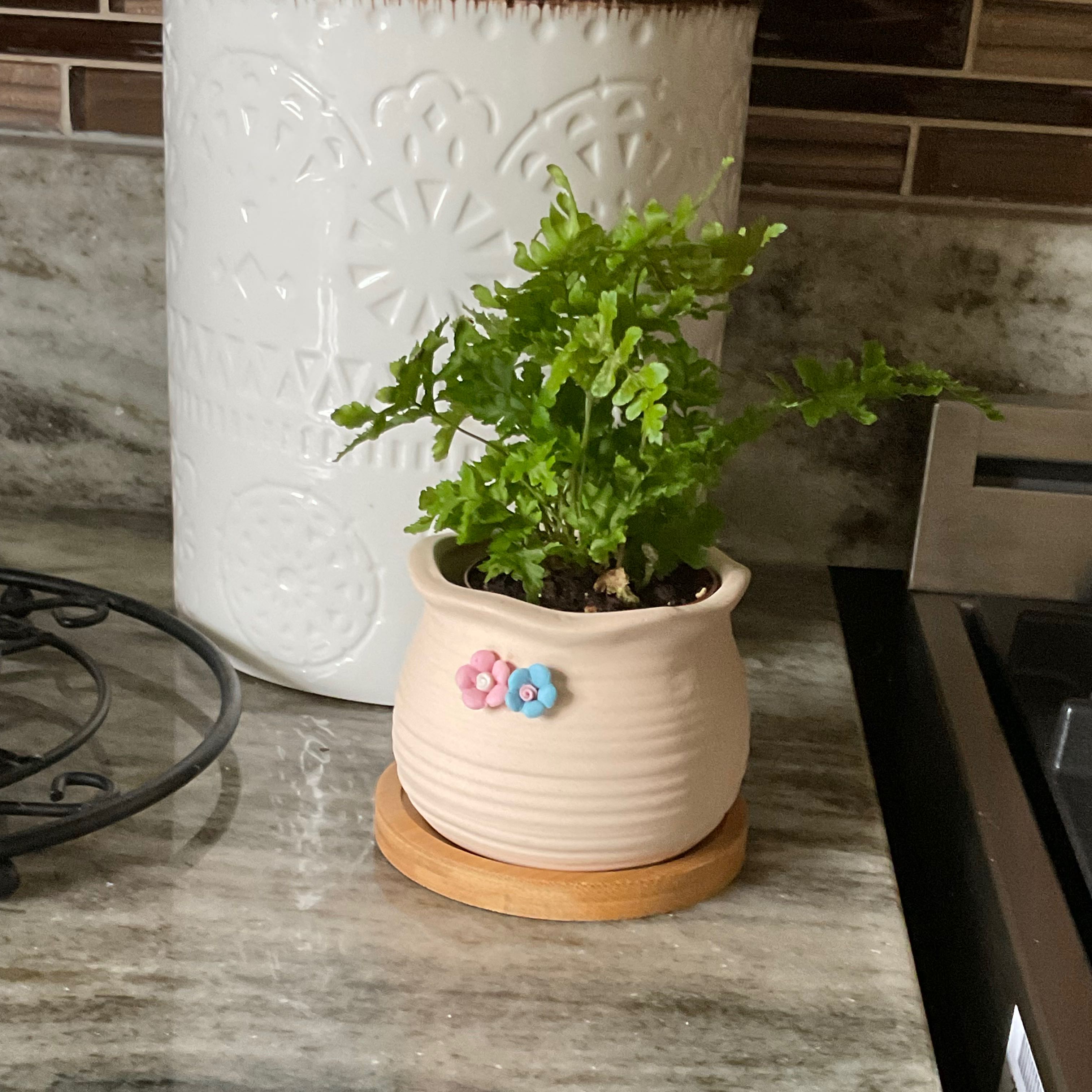 Potted Autumn Fern on a kitchen countertop in a decorative pot.