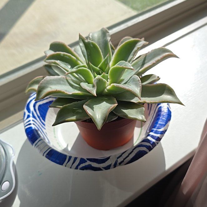 Photo of the plant species Echeveria 'Madiba' by @ZingGardenia23 named Monet on Greg, the plant care app