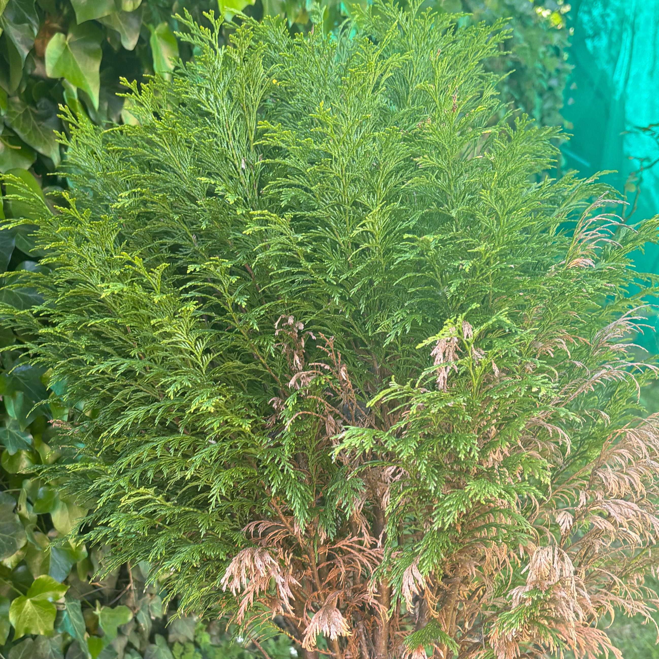 Photo of the plant species Western Red Cedar by @RoundPignut29 named da Vinci on Greg, the plant care app