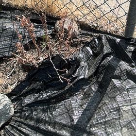 Photo of the plant species Curly Dock by @LastingCatnip17 named Madonna on Greg, the plant care app