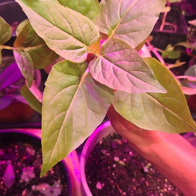 Photo of the plant species Mirabilis Jalapa by @TotalSuriana61 named Drake on Greg, the plant care app