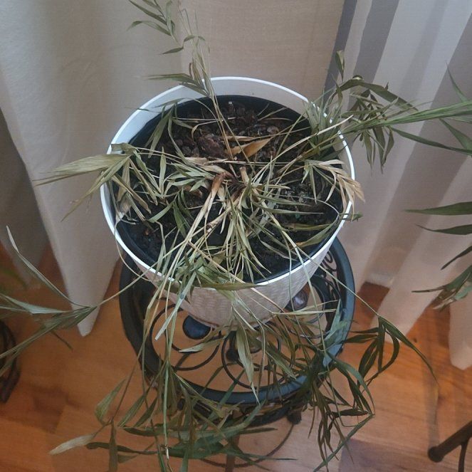 Photo of the plant species Cyperus Alternifolius by @WhizLithop53 named Gaga on Greg, the plant care app