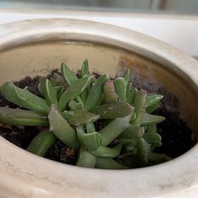 Photo of the plant species Cheiridopsis by @BentonAchiote77 named McKinley on Greg, the plant care app