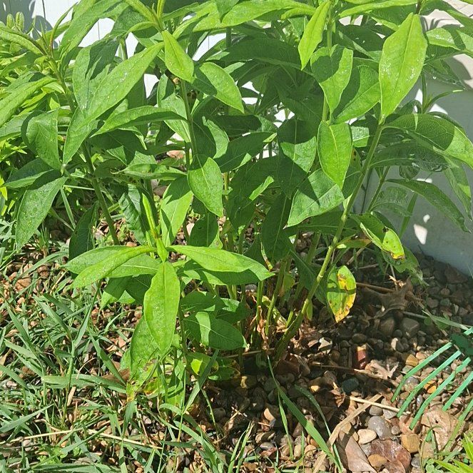 Photo of the plant species Peppermint Twist by @PeppyDuwei48 named Diana on Greg, the plant care app