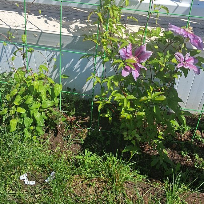 Photo of the plant species Rose Of Sharon by @PeppyDuwei48 named Emerson on Greg, the plant care app
