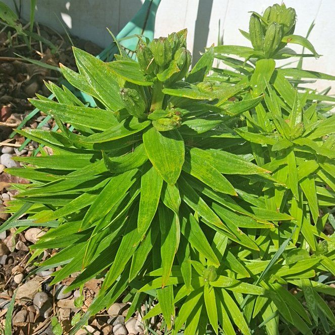 Photo of the plant species Butterfly Weed by @PeppyDuwei48 named ChloroPhil on Greg, the plant care app