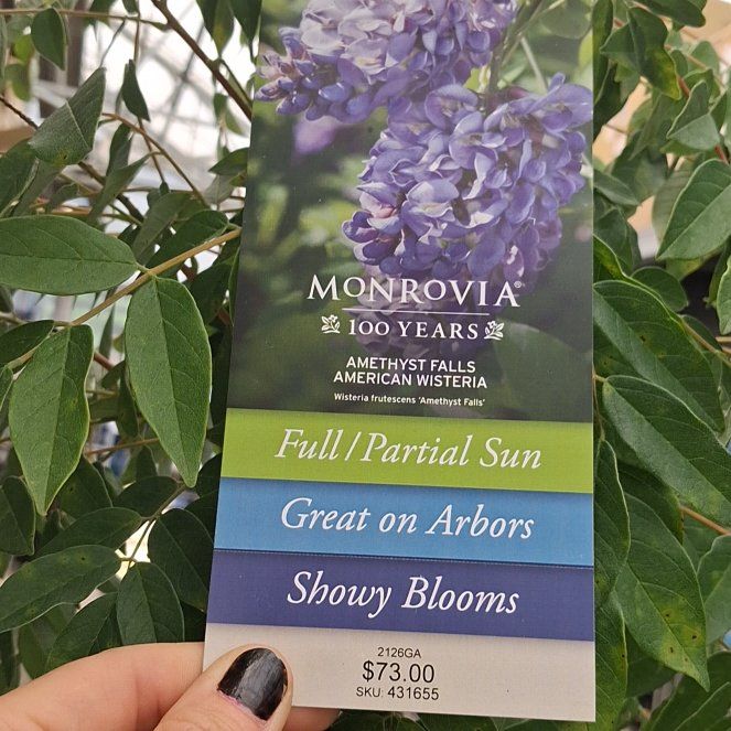Photo of the plant species American Wisteria by @PeppyDuwei48 named Gregarious on Greg, the plant care app