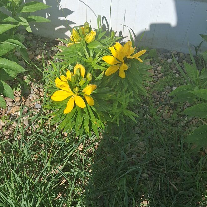 Photo of the plant species Orange Lily by @PeppyDuwei48 named Daphne on Greg, the plant care app