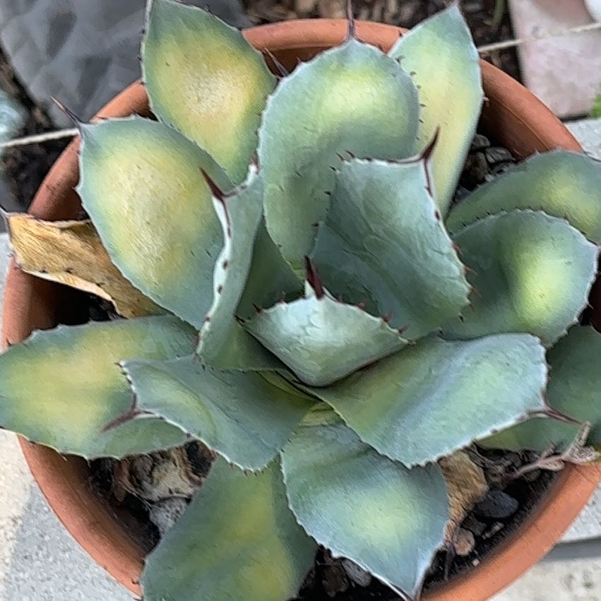 Photo of the plant species Parry's Agave by @FieryChards91 named Austen on Greg, the plant care app