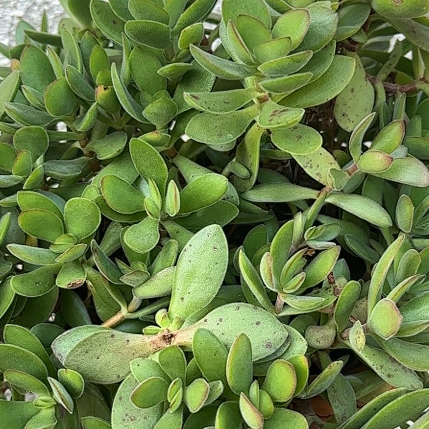 Photo of the plant species Small Red Carpet by @FieryChards91 named Lola on Greg, the plant care app