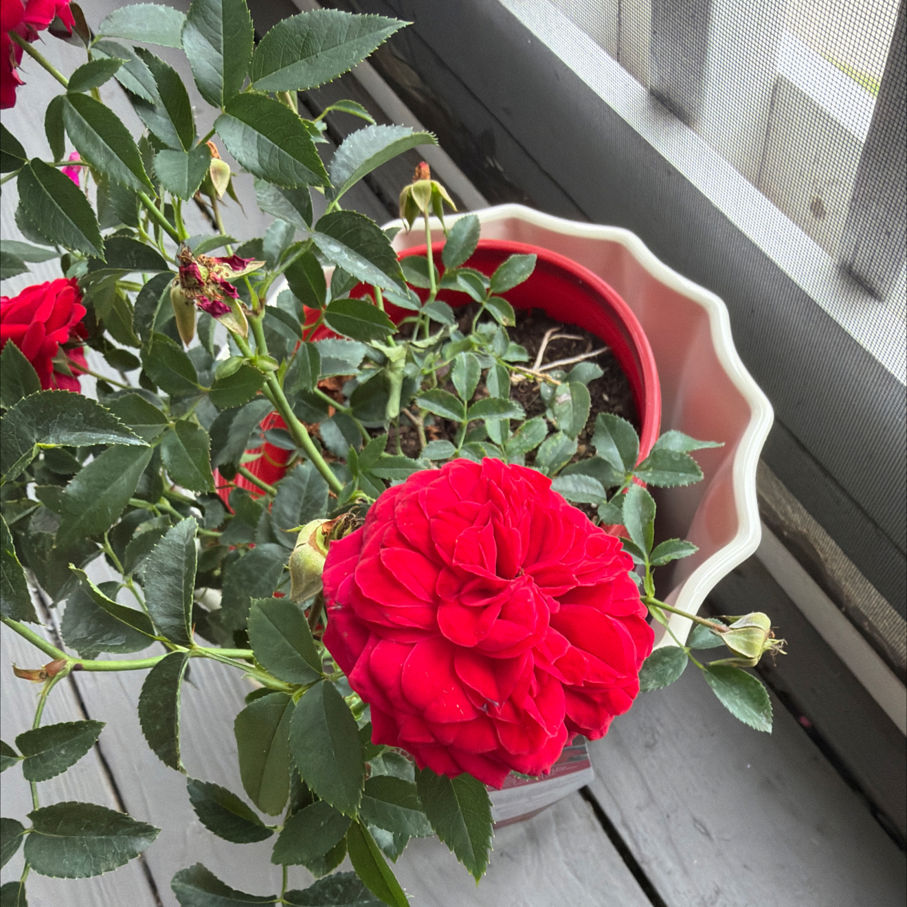 Photo of the plant species True Love Rose by @GiftedBaylaurel named Walt on Greg, the plant care app
