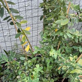 Photo of the plant species Blueberry by @AlwaysBluebean5 named James Dean on Greg, the plant care app