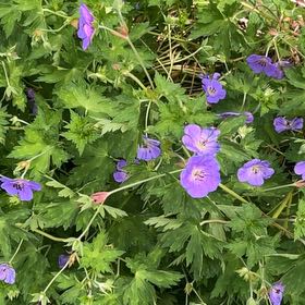 Photo of the plant species Meadow Geranium by @NiceNinebark20 named Hamilton on Greg, the plant care app