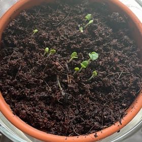 Photo of the plant species Thai Basil by @KookyRosea13 named Darwin on Greg, the plant care app