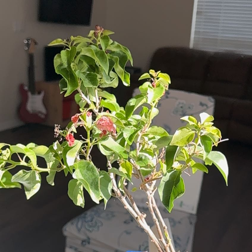 Photo of the plant species Bougainvillea by @FunRedbanana47 named Winston on Greg, the plant care app