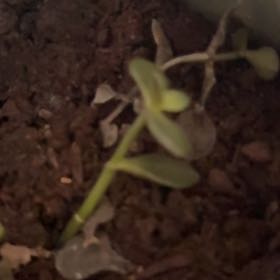 Photo of the plant species Thyme-Leafed Gratiola by @HeroicDidelta76 named Delilah on Greg, the plant care app