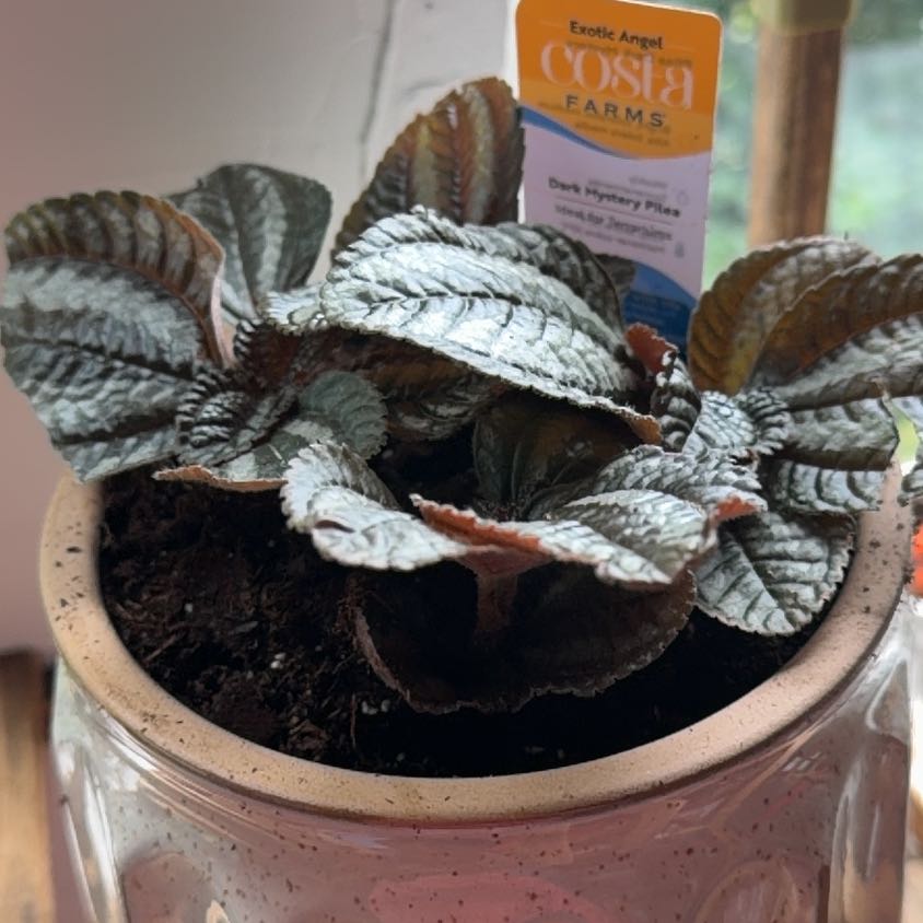 Photo of the plant species Dark Mystery Pilea by @WinTrextoes38 named LiloStitch on Greg, the plant care app