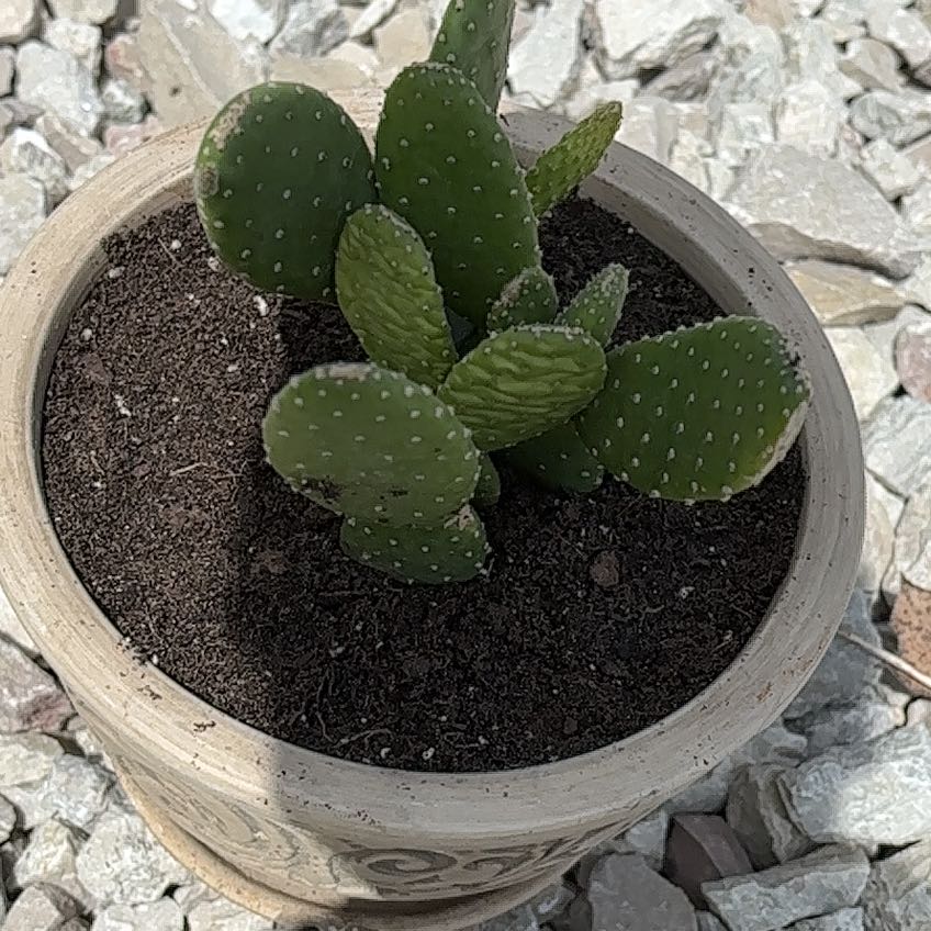 Photo of the plant species Mona Lisa by @FunnyBluerose42 named Oscar on Greg, the plant care app