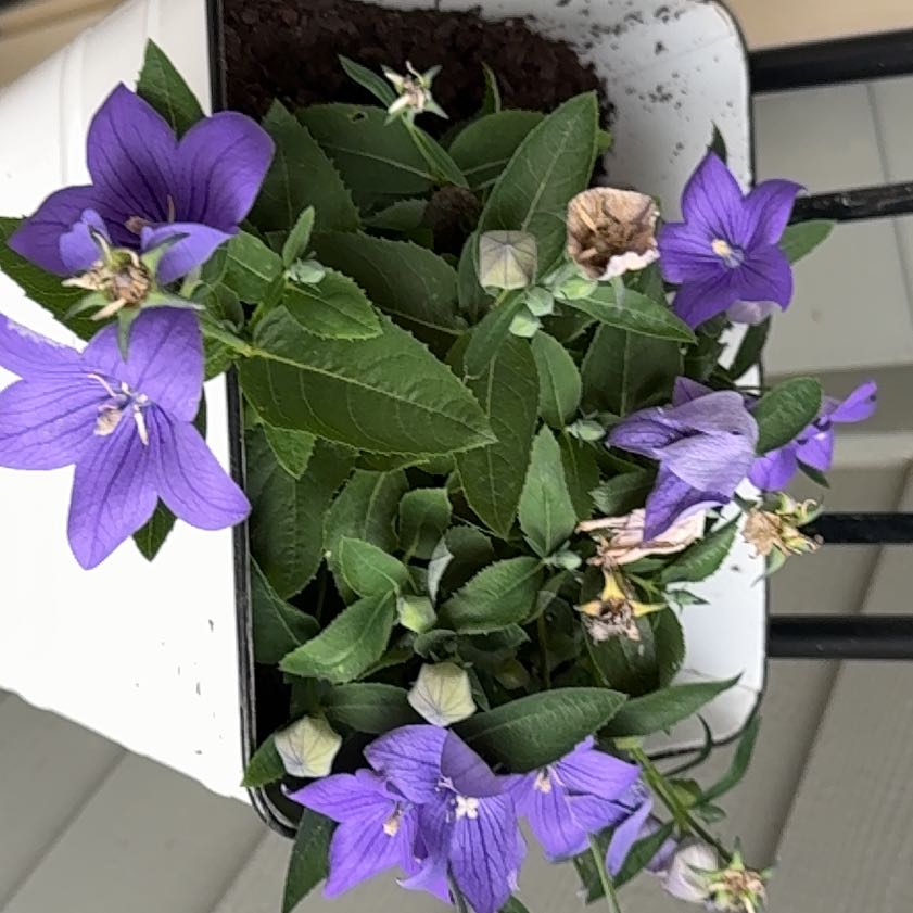 Photo of the plant species Balloon-Flower by @SinewyPuriri64 named Doja Cat on Greg, the plant care app