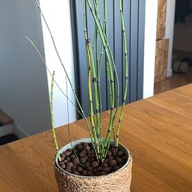 Photo of the plant species Common Scouring-Rush by @Lilabec named Ficello on Greg, the plant care app