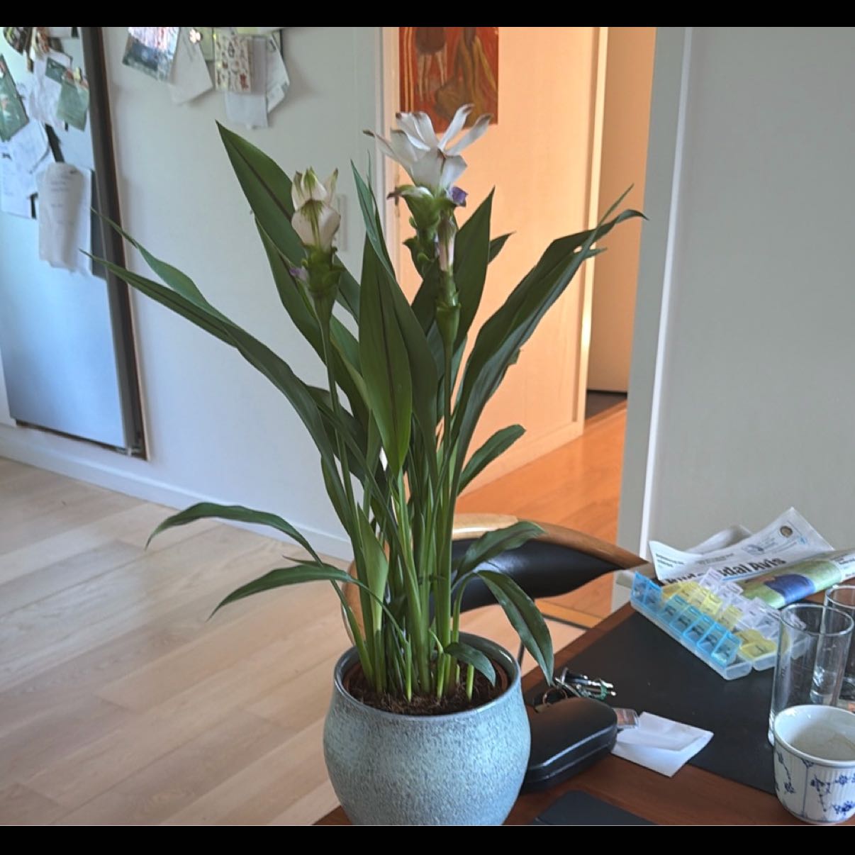 Photo of the plant species Summer Tulip by @HandyOmnom91 named Sanders on Greg, the plant care app