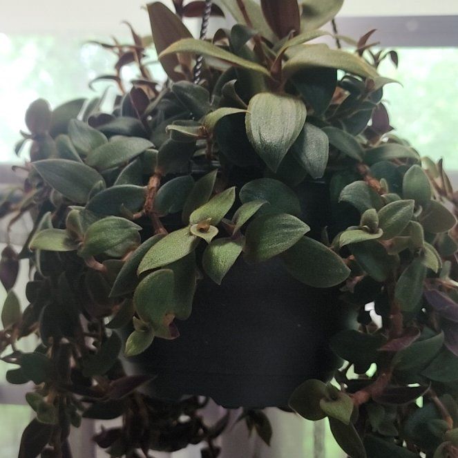 Photo of the plant species Teddy Bear Vine by @SirSweetbaby67 named Graham on Greg, the plant care app