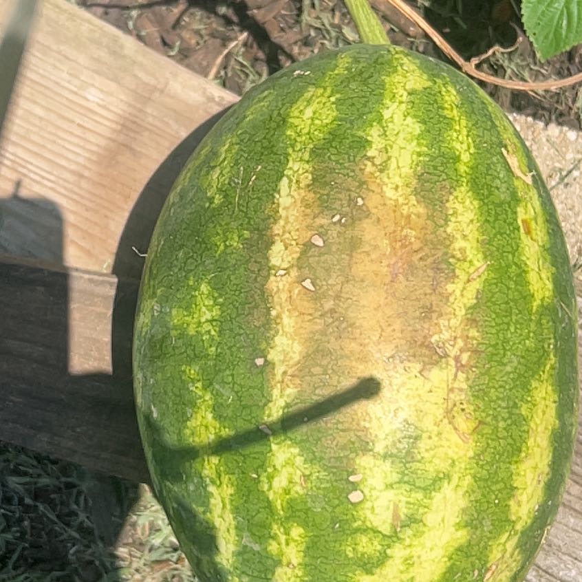 Photo of the plant species Watermelon by @PetAtom67 named Remington on Greg, the plant care app