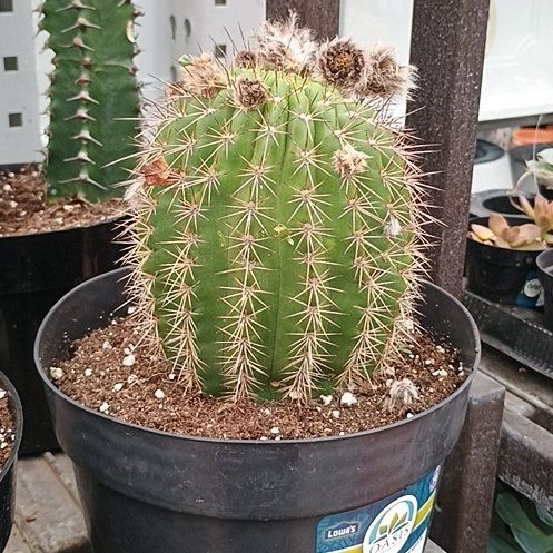 Photo of the plant species Torch Cactus by @HardyCatbrier58 named Kesha on Greg, the plant care app