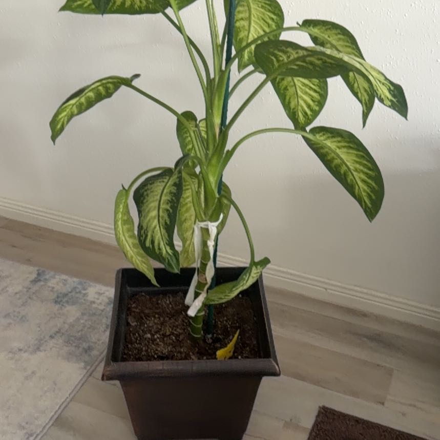 Photo of the plant species Dumb Cane by @AwakeSweetbaby2 named Darwin on Greg, the plant care app