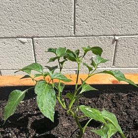 Photo of the plant species Jalapeño Pepper by @TrySuriana27 named Terra on Greg, the plant care app