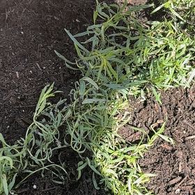 Photo of the plant species Tarragon by @TrySuriana27 named Robert Plant on Greg, the plant care app
