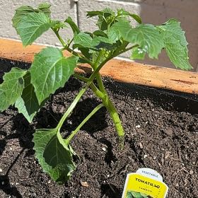 Photo of the plant species Tomatillo 'Tamayo' by @TrySuriana27 named Muhammad Ali on Greg, the plant care app