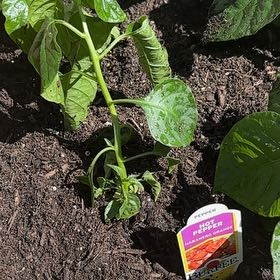 Photo of the plant species Habanero Pepper by @TrySuriana27 named Kobe on Greg, the plant care app